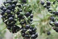 Hoogwaardig zwart Goji-bessen fruitpoeder, natuurlijk zwart Wolfberry poeder
