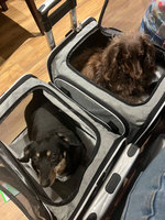 Transporteur extensible pour animaux de compagnie avec roues roulantes Poussette pliable approuvée par la compagnie aérienne Chat Chiot Chien Transporteurs Pet Carrier