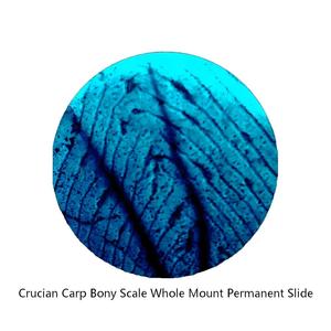 Lames de microscope préparées avec <span class=keywords><strong>des</strong></span> spécimens aquatiques transparents et colorés, incluant <span class=keywords><strong>des</strong></span> lames de verre avec <span class=keywords><strong>des</strong></span> écailles de poisson carassin, au meilleur prix - Product Image 1