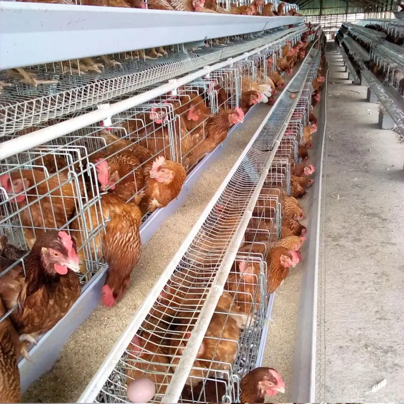 가금류 농장을 위한 Philippines 핀에 있는 뜨거운 담dipped 진 직류 전기를 통한 계란 닭 층 감금소 프레임 4 층 1.95 수준 1.88M 긴 5 둥지 Gal