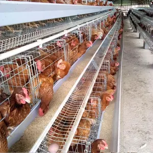 A Frame 4 Tiers 1.95 Level 1.88M Long 5 Nests Gal Hot Dipped Galvanized Egg Chicken Layer Cage In Philippines For Poultry Farm