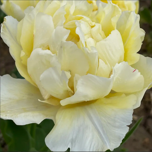 Collection <span class=keywords><strong>de</strong></span> bulbes <span class=keywords><strong>de</strong></span> tulipes parfumés à floraison printanière-Ballerine en fleurs <span class=keywords><strong>de</strong></span> pêcher Avant garde Empereur exotique pour <span class=keywords><strong>plantation</strong></span> <span class=keywords><strong>de</strong></span> jardin - Product Image 6