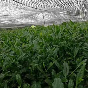 Matcha de qualité supérieure de qualité cérémonielle, poudre de thé vert pur, sachet et emballage en sachet - Product Image 4