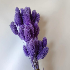 Hierba de Gema Real para Arreglos Florales y Creación de Ramos/Bouquets, <span class=keywords><strong>Phalaris</strong></span> Seca para Decoración del Hogar y Graduaciones - Product Image 5