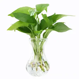 Vaso de vidro hidropônico decorativo, pequeno vaso de vidro com flor de hiacinth 400ml vaso de vidro colorido com fita