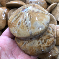 Madagascar Pierre Naturelle Poli Mer D'échinoïdes Étoile Spécimen Étoile De Mer Fossiles Pour La Décoration