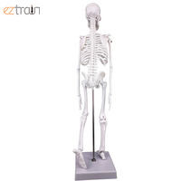 Modelo de Esqueleto Miniatura de PVC de 45 cm para Educación Anatómica