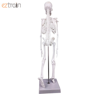 Modelo de Esqueleto Miniatura de PVC de 45 cm para Educación Anatómica - Product Image 2