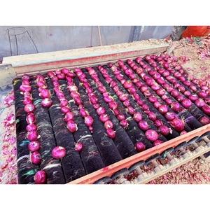 Đặc Biệt Giảm Giá Xuất Khẩu Chất Lượng Tiêu Chuẩn Kích Thước Màu Đỏ Hành Tây Vàng Hành Tây Tại Tốt Nhất Giá Mỗi Tấn Pakistan Thực Phẩm Nhà Cung Cấp - Product Image 2