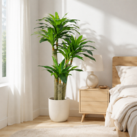 Arbre artificiel Dracaena Fragrans, plante dragon hyper-réaliste, emballage KD, ignifuge et résistant aux UV, directement de l'usine, décoration pour la maison et le bureau