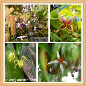 Nhà máy cung cấp Top Grade Chất lượng cao icaritin 98% epimedium chiết xuất - Product Image 5