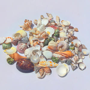 Concha Natural de 2-8cm, estrella de mar, pez para paisajismo, <span class=keywords><strong>cangrejo</strong></span> ermitaño pulido, botella de mensaje de repuesto de carcasa táctil <span class=keywords><strong>Real</strong></span> - Product Image 6