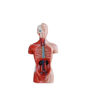 Modelo <span class=keywords><strong>de</strong></span> Torso <span class=keywords><strong>Humano</strong></span> Sin Sexo <span class=keywords><strong>de</strong></span> 26 CM, 15 <span class=keywords><strong>Partes</strong></span>, Modelo Anatómico <span class=keywords><strong>del</strong></span> <span class=keywords><strong>Cuerpo</strong></span> <span class=keywords><strong>Humano</strong></span> para Ciencias Médicas - Product Image 5