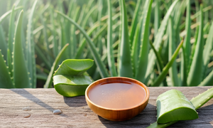 Extrait liquide d'aloe vera de qualité export, disponible en versions claires et non claires, pour compléments alimentaires et formules cosmétiques haut de gamme - Product Image 3