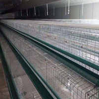 Cage à poules de type A pour la ponte, équipement avicole automatique pour la production commerciale d'œufs