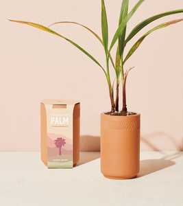 Kit di crescita Ikuper orchidea Kit di costruzione con fiori e strumenti <span class=keywords><strong>Bonsai</strong></span> giardinaggio <span class=keywords><strong>Bonsai</strong></span> Desktop simulazione regalo verde - Product Image 5