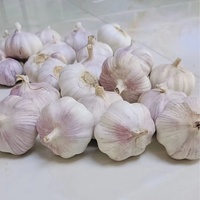 Ail frais en vrac de Chine, prix bas, haute qualité pour les importateurs et distributeurs en gros, Ail Aglio