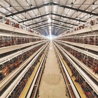 Poulailler Moderne en Fil de Fer Galvanisé pour Poules Pondeuses – Équipement d'Élevage Avicole de Type A – Cage Automatique pour Poulets en Batterie