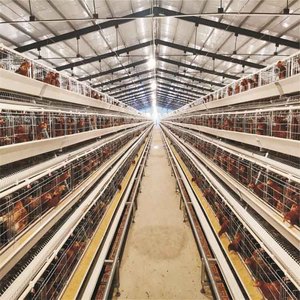 Jaulas de batería para gallinas ponedoras de 3-4 niveles, diseño personalizado, para 6-8 pollos de engorde por gallinero pequeño - Product Image 3