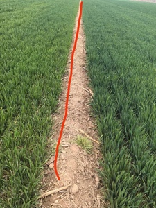 كريستال تخزين المياه من البولي أكريلات البوتاسيوم الفائق للحدائق والزراعة - Product Image 3