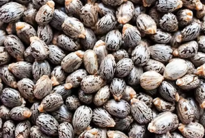 Graines de ricin naturelles entières Ricinus Communis Qualité export Graines agricoles pour l'extraction d'huile en vrac et la fabrication - Product Image 2