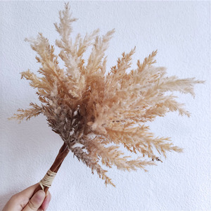 Cỏ Pampas ngắn thân, cỏ Pampas ngắn, hoa khô cỏ Pampas, hoa giả nhỏ - Product Image 2