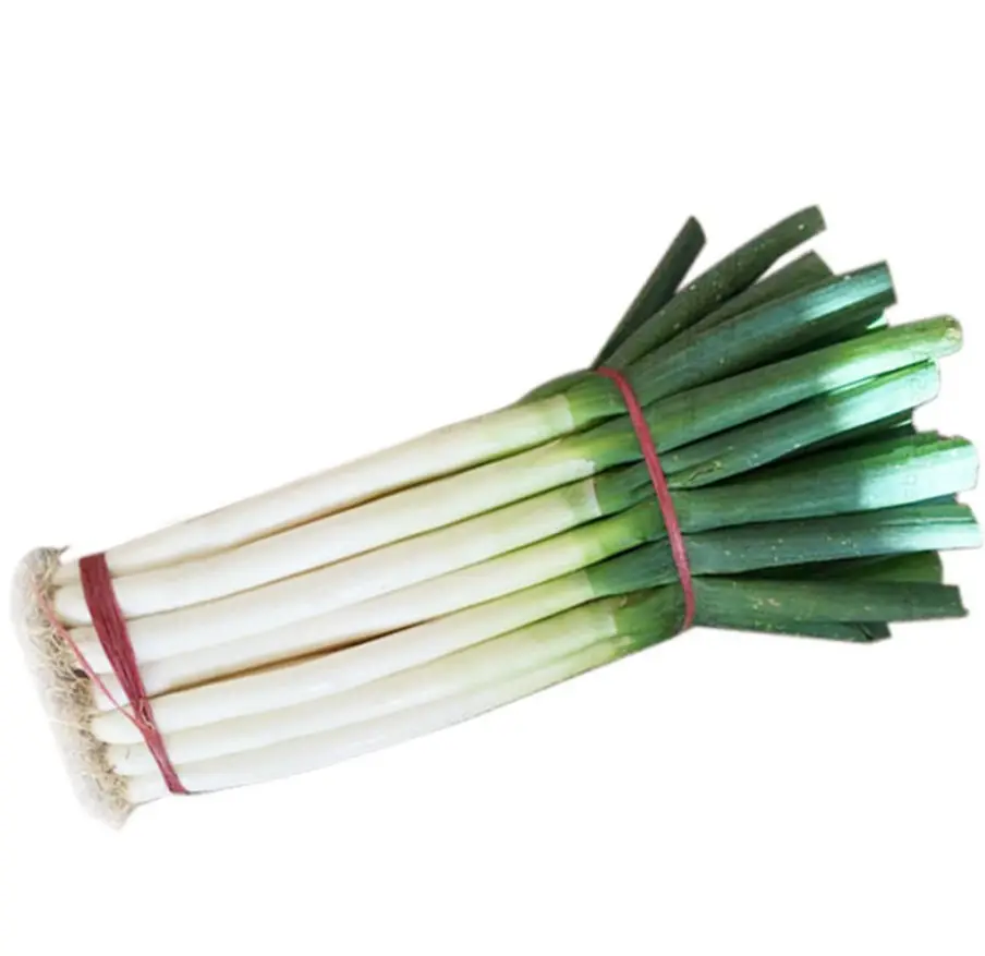 Hot Sale High Quality Fresh shallot Chinese Green Onion Manufacturer Low Price Welsh Onion