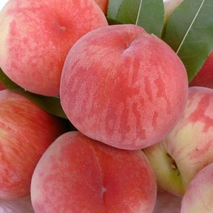 Pêches fraîches de haute qualité Option de fruits sains sucrés et délicieux Pêche au miel - Product Image 4