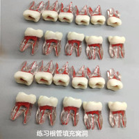 1 PIÈCES Dentaires dents Modèle De Canal Radiculaire pour Pratique Outils de Dentiste