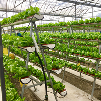 Verticale bodemloze teelt van sla in een hydroponisch systeem, binnenkweek met eb- en vloedsysteem.