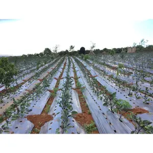 High Performance Agricultural Mulching Film Vegetable Farming | UV Resistant PE Plastic Mulch Roll <b>Greenhouse</b> <b>Cover</b> - Product Image 5