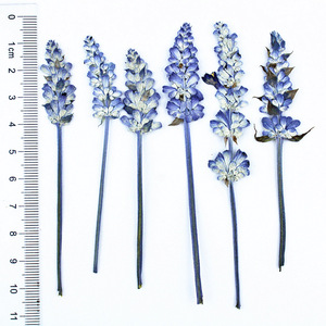 12 Uds. De <span class=keywords><strong>flores</strong></span> reales prensadas en seco, lavanda Natural, <span class=keywords><strong>flores</strong></span> <span class=keywords><strong>silvestres</strong></span> secas conservadas, <span class=keywords><strong>flores</strong></span> planas, marcapáginas, cúpula de cristal, relleno de resina - Product Image 5