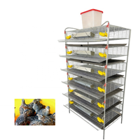 Système de cages en batterie en fer galvanisé robuste pour l'élevage automatisé de cailles