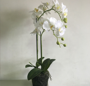 Orchidées artificielles en pot avec feuilles, vente en gros, 50 pièces, <span class=keywords><strong>plantes</strong></span> pour décoration de mariage, de maison, Design de salon de noël - Product Image 5
