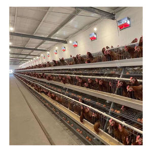 Gabbia per animali di tipo A per galline ovaiole, attrezzatura agricola in vendita calda <span class=keywords><strong>2026</strong></span>, materiale zincato a caldo - Product Image 4