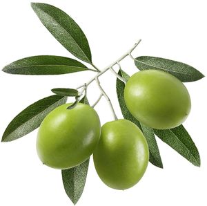 مستخلص أوراق الزيتون من هونغدا أوليا أوربيا بتركيز 60٪ و70٪ و98٪، حمض أولينوليك بدرجة غذائية، استخلاص سائل-صلب، معبأ بتقنية التفريغ - Product Image 3