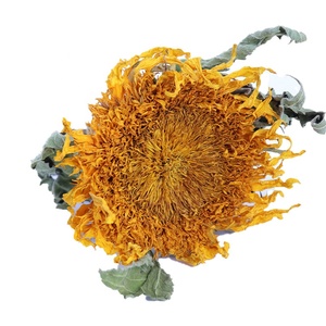 ดอกทานตะวันแห้งธรรมชาติ A-1393 สำหรับตกแต่งบ้าน - Product Image 3