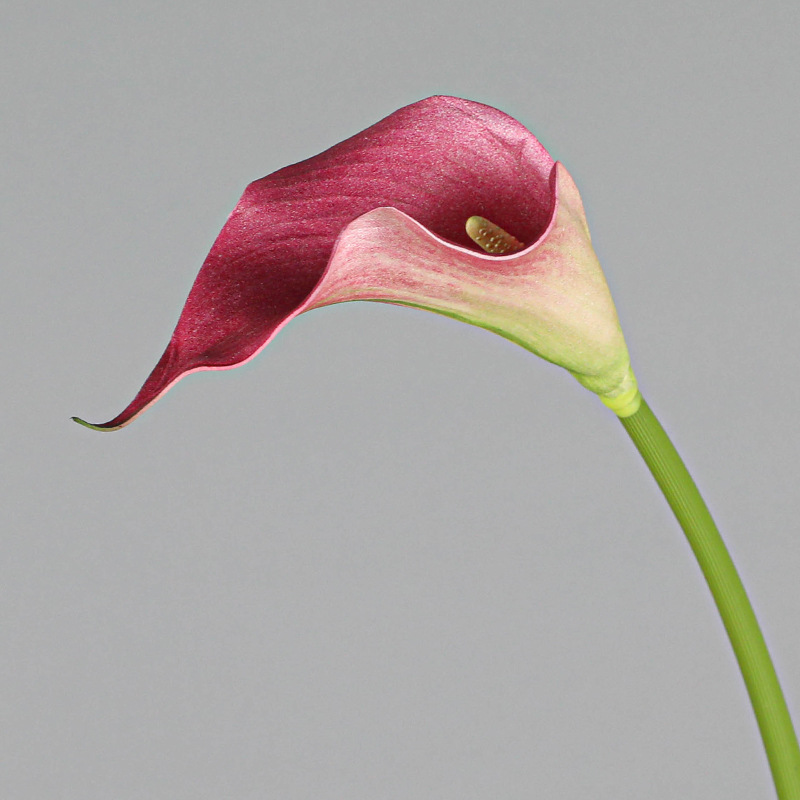 6 Purple Red-small