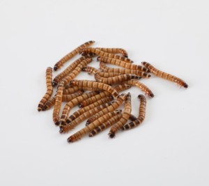 Superworm allevati in fattoria ad alta nutrizione mangime ideale per rettili uccelli e piccoli animali domestici - Product Image 4