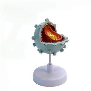 의학 과학 <span class=keywords><strong>HIV</strong></span> 세포 모델 구조 모델 확대 해부학 인간 세포 병리학 시연 모델 - Product Image 4