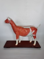 Modelos Anatómicos de Cabra para la Enseñanza de la Anatomía Animal en Ciencias Médicas, Modelo de Oveja