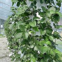 Tour de jardinage hydroponique verticale à 9 niveaux, un système aquaponique adapté aux plantes en pot.