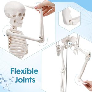 33.4 ''di chuyển một nửa kích thước cơ sở Mô hình bộ xương người với cánh tay và chân cho sinh viên khoa học y tế và giáo viên - Product Image 1