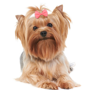 Maltese Top <b>Hair</b> Accessory Solid Color 4cm Mini <b>Bow</b> <b>hair</b> Clip Pet <b>Hair</b> Clip for Long Haired <b>Dogs</b> - Product Image 6