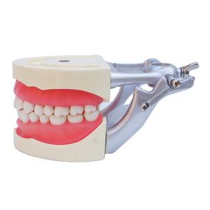 Modello Standard dei denti pratica lo studente dentale in resina acrilica modello 32 denti tipodoni dentali con articolatore DP - Product Image 1