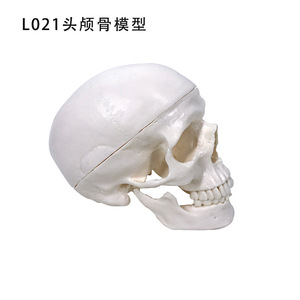 Modèle de crâne adulte, sculpture de crâne, échelle 1:1, pour l'enseignement de l'anatomie et du corps humain. - Product Image 1
