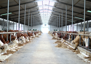 Thiết kế Trung Quốc nông nghiệp xây dựng kết cấu thép cowshed dê nuôi đổ Thiết kế đúc sẵn Barn ổn định - Product Image 6