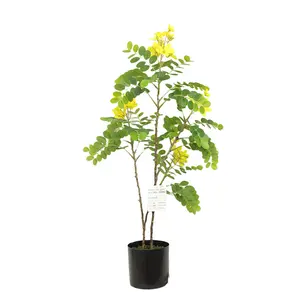 พืชดอกไม้ประดิษฐ์,กระถางเพาะต้นไม้70ซม. สัมผัสจริงต้นข้าวสารในกระถางพลาสติกสำหรับกลางแจ้ง
