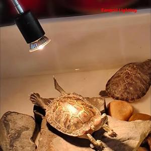 <span class=keywords><strong>Lampe</strong></span> <span class=keywords><strong>Tortue</strong></span> de luxe en gros <span class=keywords><strong>Lampe</strong></span> <span class=keywords><strong>chauffante</strong></span> pour reptile pour animaux de compagnie en verre PVC et plastique UVA Escalade Reptile Lézard - Product Image 3