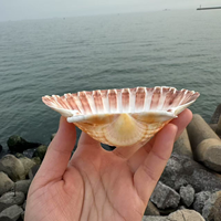 Coquille de pétoncle blanche naturelle polie, écologique, de 3,5 à 5 pouces, pour artisanat DIY, mariages sur la plage, peinture, fêtes sur le thème de l'océan, décoration intérieure